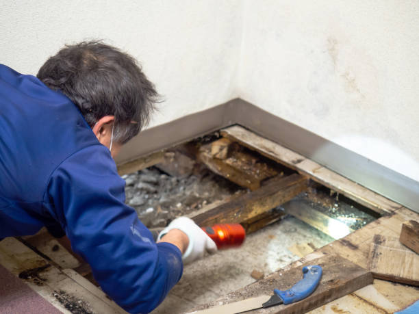 Best Crawl Space Mold Removal  in Salisbury, MD