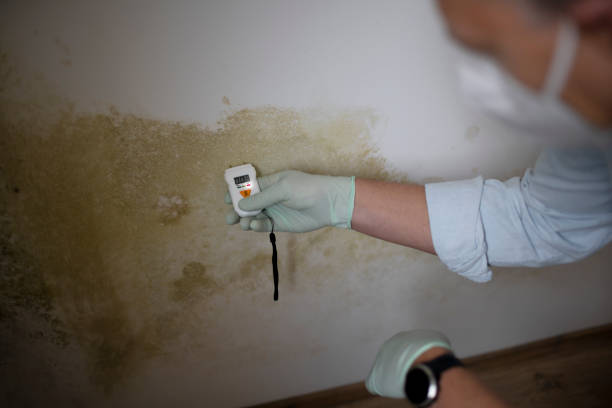 Best Mold Damage Repair  in Salisbury, MD