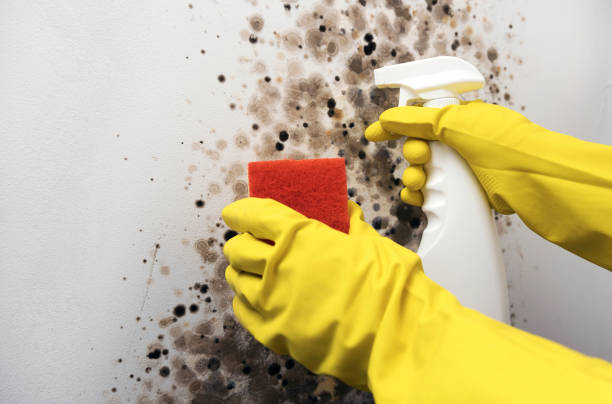 Best Certified Mold Removal  in Salisbury, MD