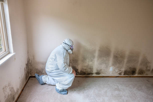 Best Mold Damage Repair  in Salisbury, MD