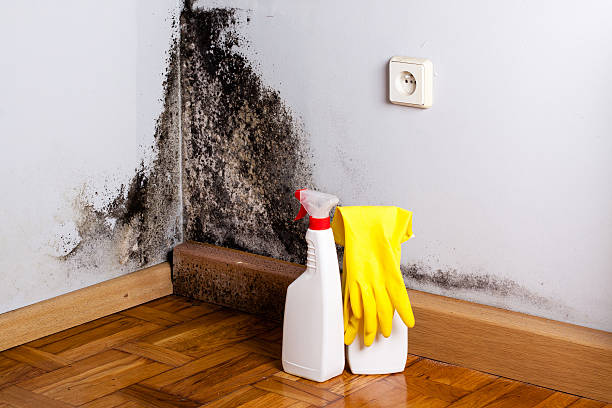 Best Professional Mold Removal  in Salisbury, MD